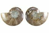 Cut & Polished Crystal-Filled Ammonite Fossil - Madagascar #364751-1